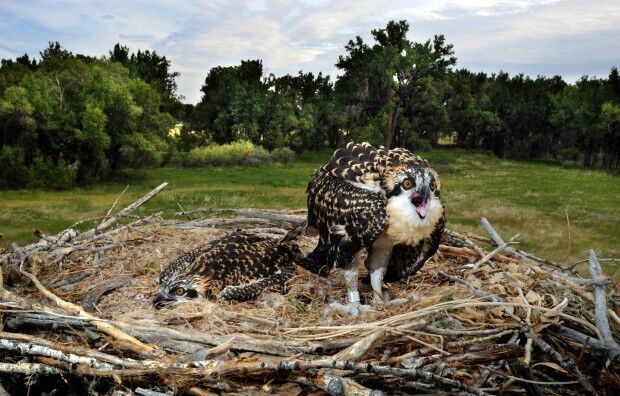 Two osprey nestlings